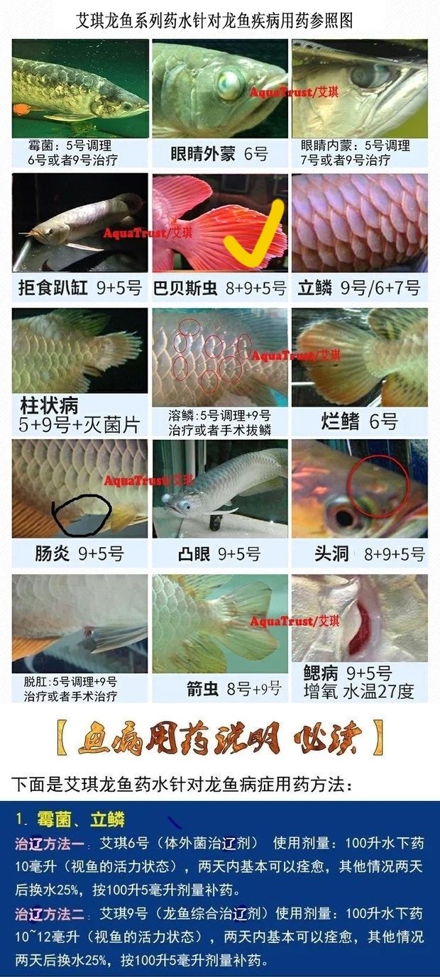 金龍魚尾鰭和尾巴都有的白點是外寄嗎（探討金龍魚尾鰭和尾巴白點是否為外寄及推薦藥物）