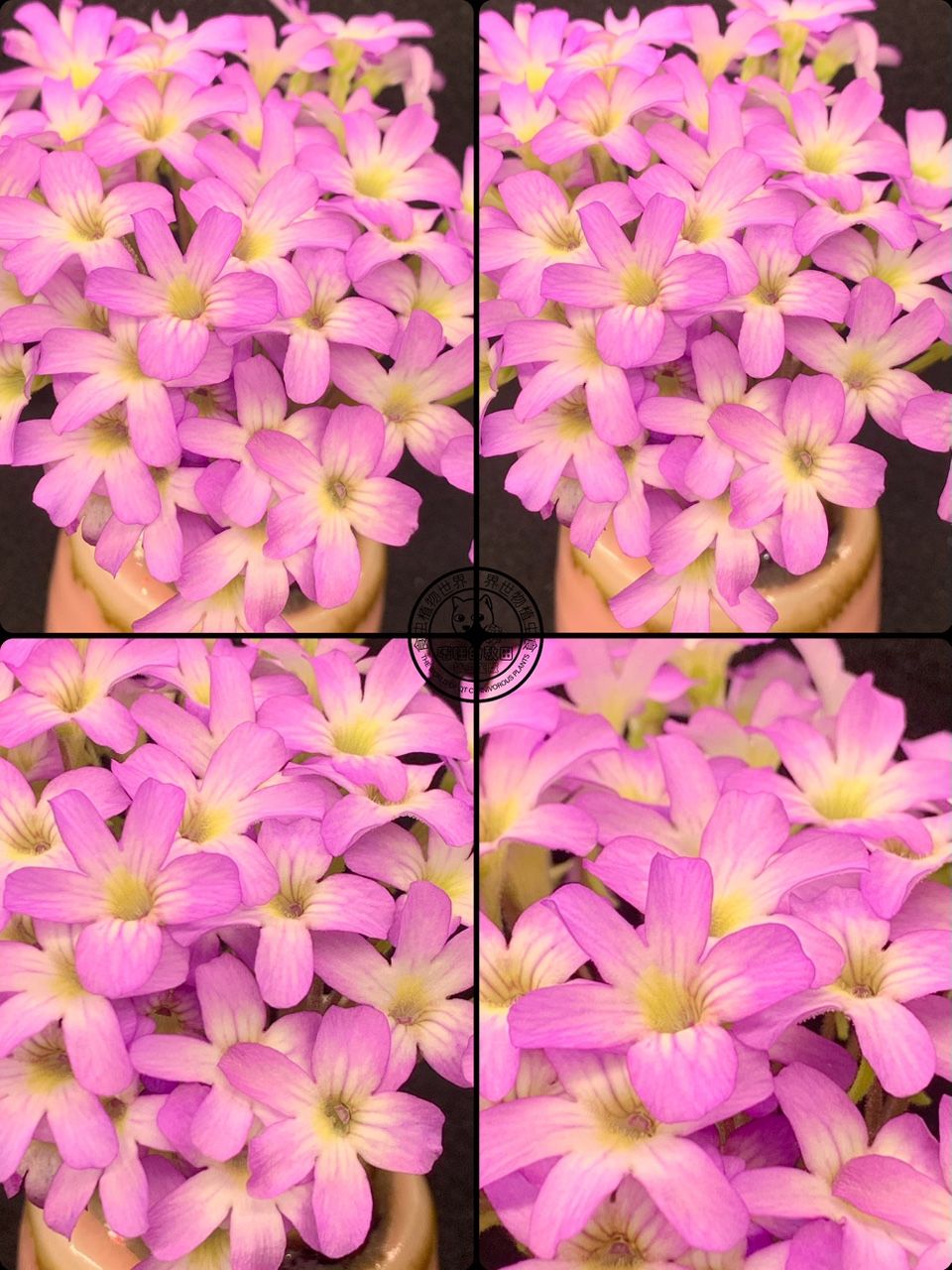 花兒為什么這樣紅（捕蟲堇開花啦，生活中一點小確幸，隨著春日的溫暖逐漸灑滿大地）