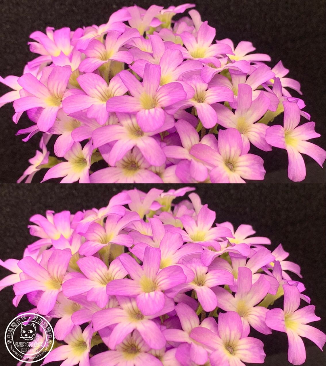 花兒為什么這樣紅（捕蟲堇開花啦，生活中一點小確幸，隨著春日的溫暖逐漸灑滿大地）
