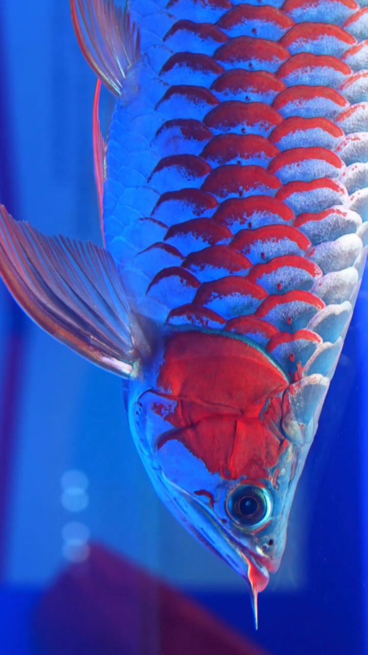 長城杯珍珠眼紅龍（025長城杯中魚組極品珍珠眼紅龍魚） 長城杯珍珠眼紅龍（025長城杯中魚組極品珍珠眼紅龍魚） 龍魚論壇