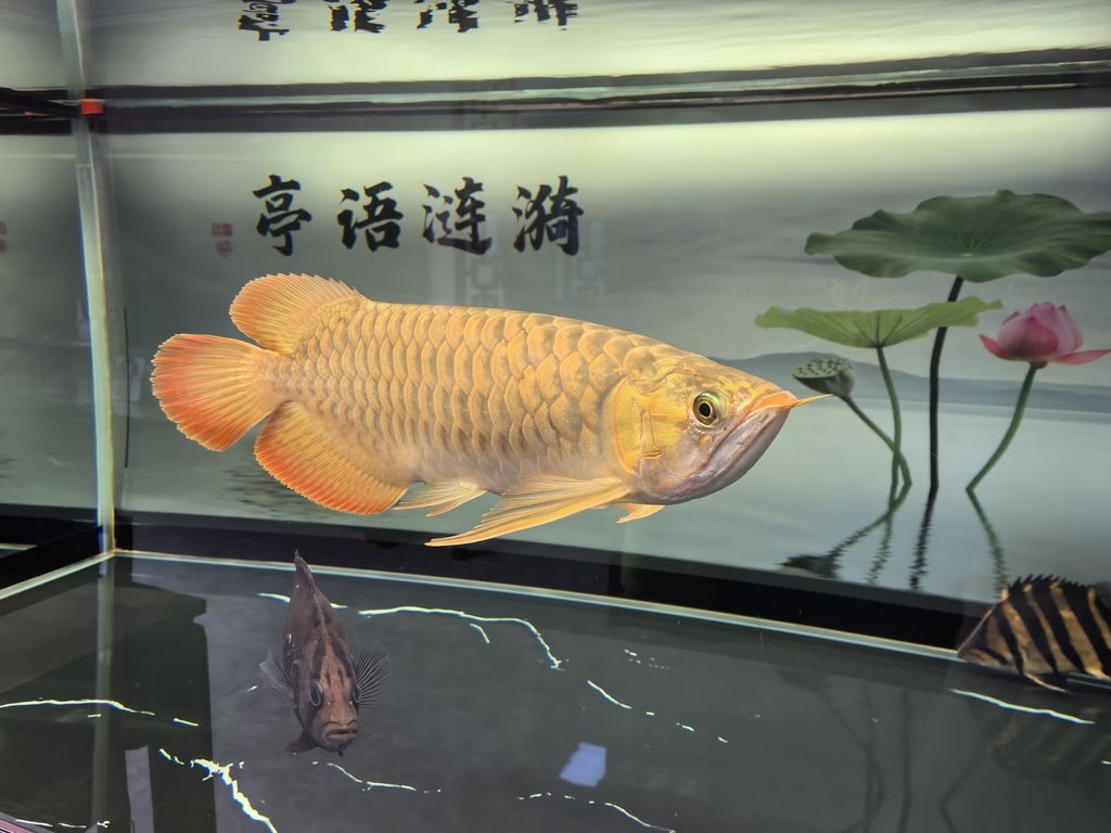 愛好的重要性（_人見人愛評論：堅持愛好的重要性，在快節奏的現代生活中） 愛好的重要性（_人見人愛評論：堅持愛好的重要性，在快節奏的現代生活中） 龍魚論壇 第2張