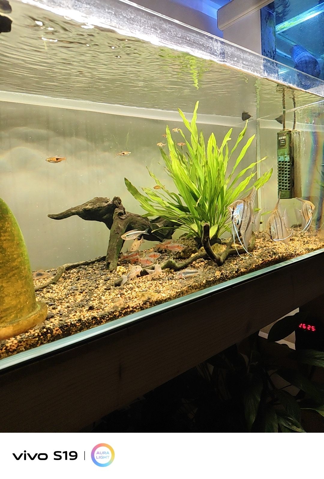魚人：水族箱中的生態守護者，養魚人，這個詞匯在當今社會中顯得尤為獨特（水族箱中的生態守護者，養魚人） 魚人：水族箱中的生態守護者，養魚人，這個詞匯在當今社會中顯得尤為獨特（水族箱中的生態守護者，養魚人） 龍魚論壇 第2張