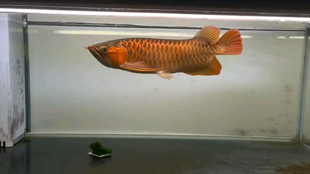 龍巧兒評論：2歲3個月兒童發展里程碑，隨著孩子年齡的增長（2歲3個月兒童的發展） 龍巧兒評論：2歲3個月兒童發展里程碑，隨著孩子年齡的增長（2歲3個月兒童的發展） 龍魚論壇
