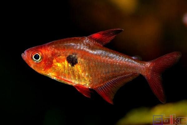 紅旗尾魚的繁殖方法是什么？（紅旗尾魚的養(yǎng)殖方法） 紅旗尾魚的繁殖方法是什么？（紅旗尾魚的養(yǎng)殖方法） 觀賞魚百科 第1張