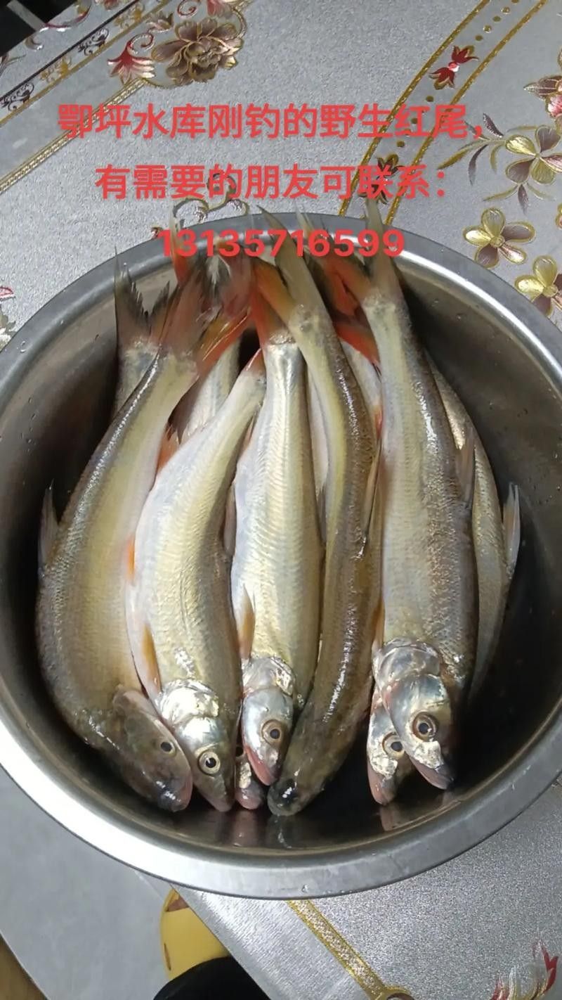 紅旗尾魚的繁殖方法是什么？（紅旗尾魚的養(yǎng)殖方法） 紅旗尾魚的繁殖方法是什么？（紅旗尾魚的養(yǎng)殖方法） 觀賞魚百科 第4張