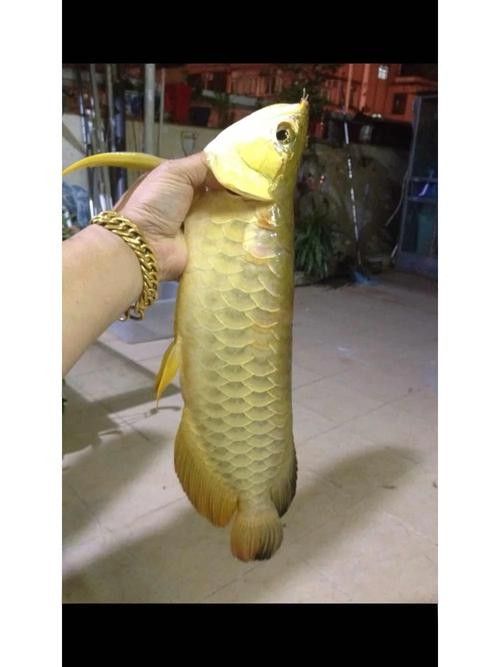 金龍魚是什么?(赤水金龍魚是什么品牌) 觀賞魚百科 第7張 金龍魚是什么?(赤水金龍魚是什么品牌) 金龍魚是什么?(赤水金龍魚是什么品牌) 觀賞魚百科 第7張