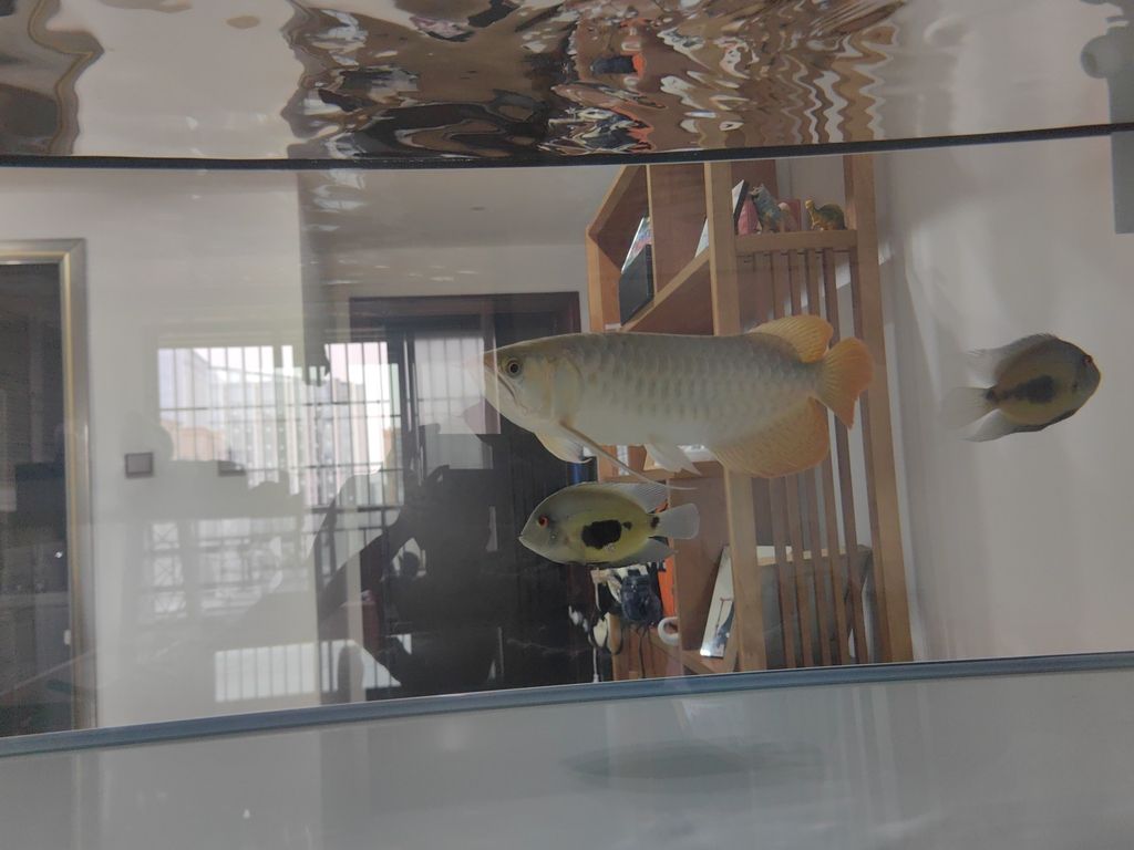 魚缸過濾器選購指南:自制魚缸過濾器魚缸上置過濾器對于養魚愛好者的必備知識 探索人工智能在教育領域的應用及其影響(人工智能為教育領域帶來了前所未有的機遇與挑戰) 龍魚論壇 探索人工智能在教育領域的應用及其影響(人工智能為教育領域帶來了前所未有的機遇與挑戰) 探索人工智能在教育領域的應用及其影響(人工智能為教育領域帶來了前所未有的機遇與挑戰) 龍魚論壇