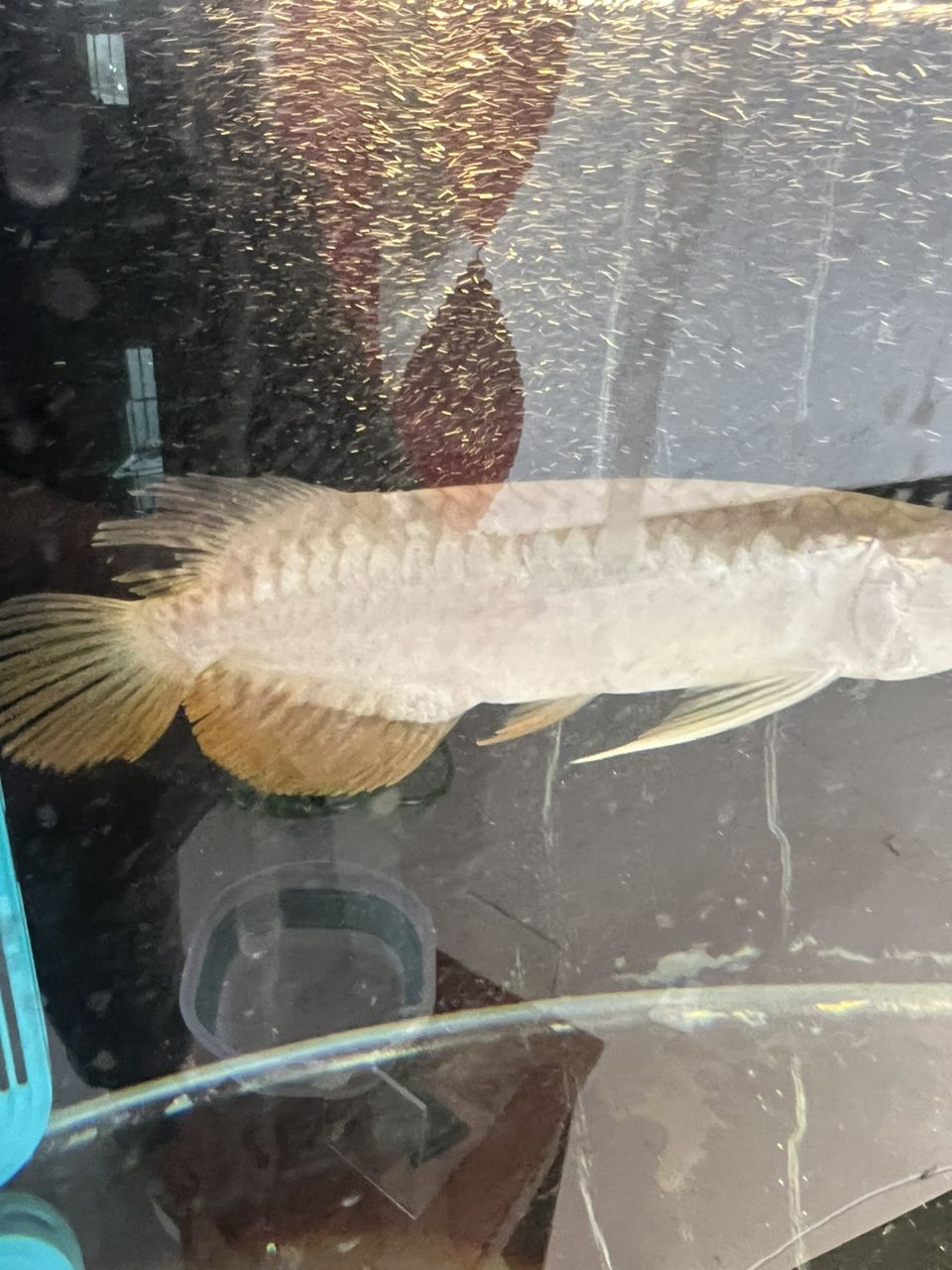 魚身上缺口問題探討（關于魚身上缺口問題探討） 魚身上缺口問題探討（關于魚身上缺口問題探討） 龍魚論壇 第3張