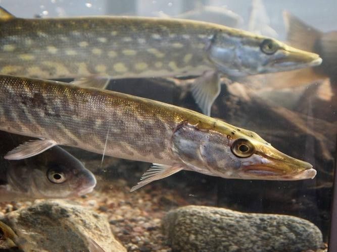 阿勒泰狗魚的營養價值（關于阿勒泰狗魚的圖片資源）