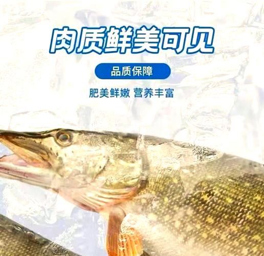 阿勒泰狗魚的營養價值（關于阿勒泰狗魚的圖片資源）