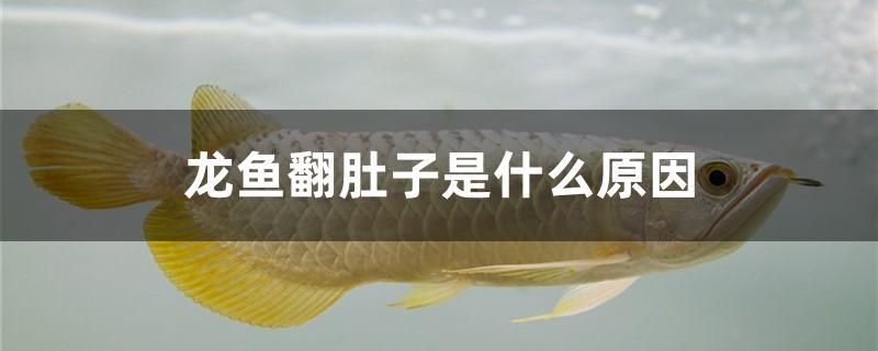龍魚翻肚子的原因有哪些（龍魚翻肚子是一種常見現象，可能由多種原因引起，飼養者需注意）