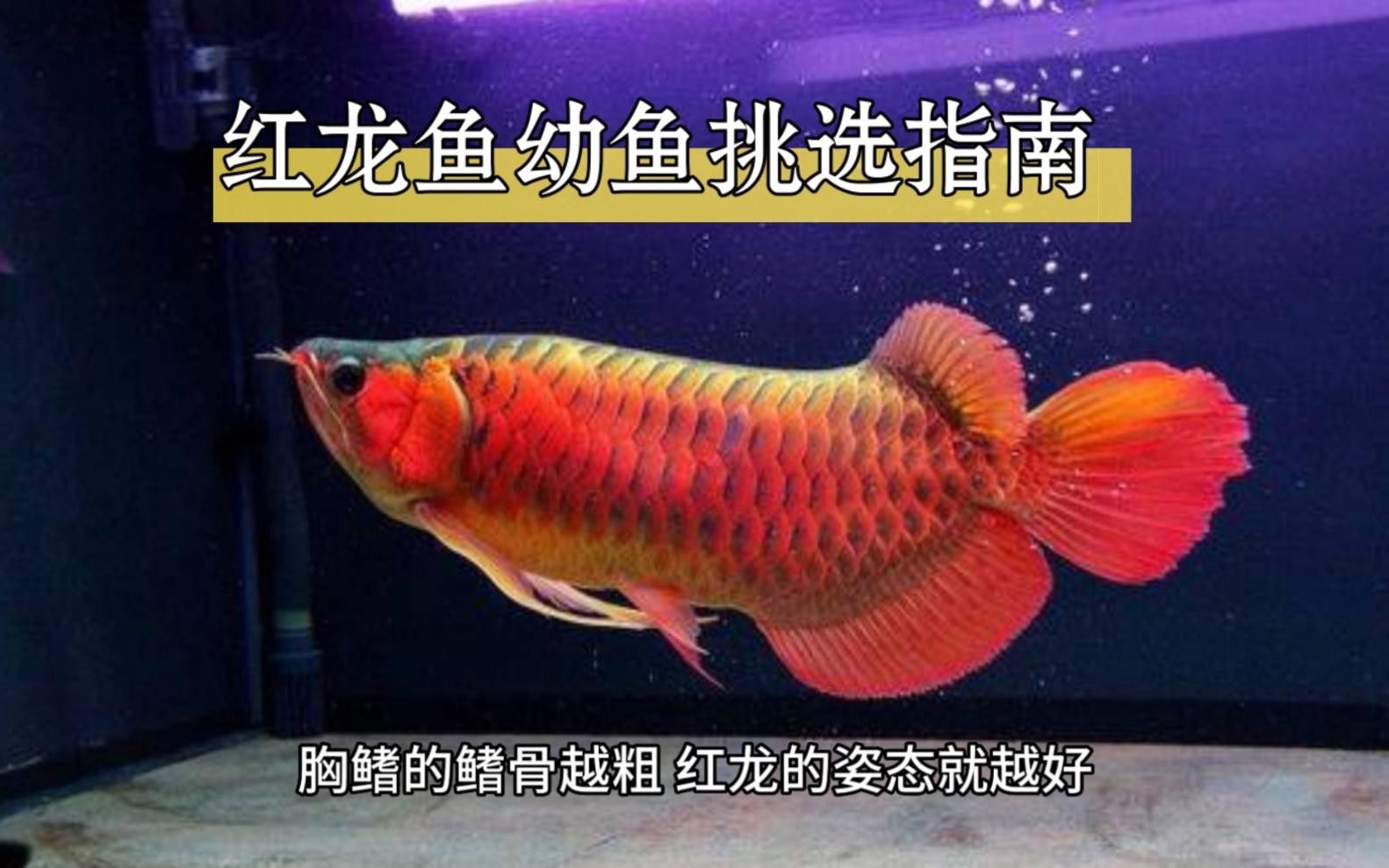 紅龍魚小苗的價格因地區、市場供需和購買渠道的不同而有所差異（紅龍魚小苗價格）