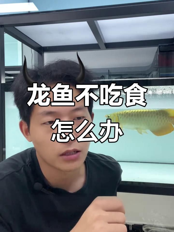 龍魚突然不吃食怎么回事車俠聊車銀龍魚不吃食怎么回事（龍魚不吃食怎么辦）