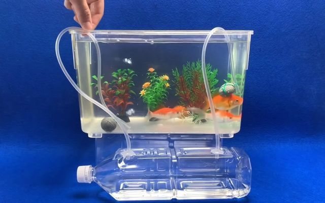 龍魚飼料和消毒：多久一次最合適？（龍魚飼料和消毒的頻率應(yīng)該根據(jù)具體情況而定期使用龍魚飼料的頻率）
