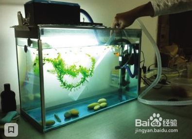 魟魚健康狀況分析（錦州水族館各位大神幫我看看我的魟魚到底怎么了,）