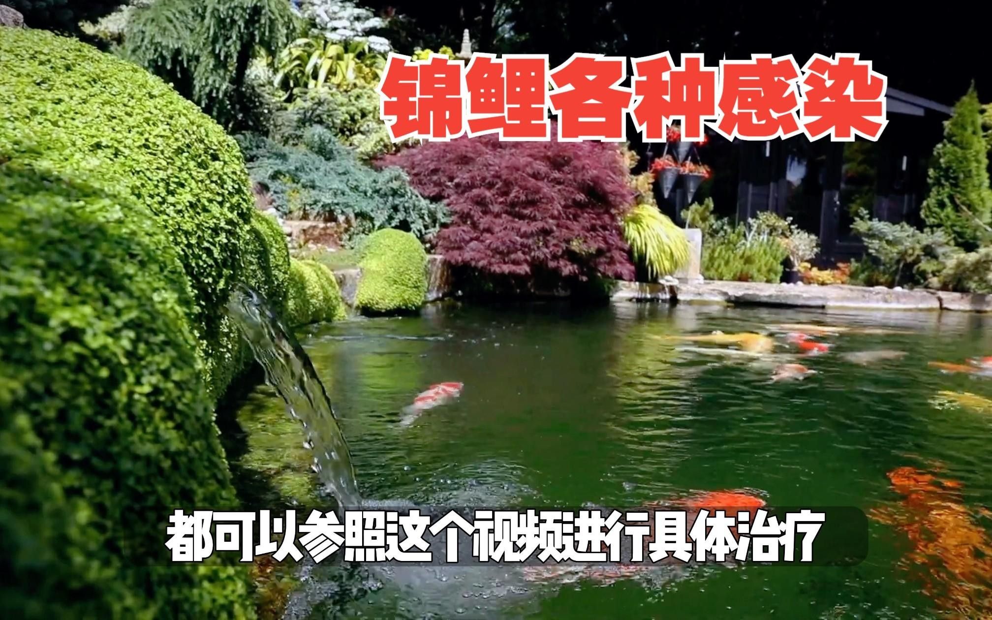 錦鯉魚十大常見疾病的簡要介紹（盤點夏季錦鯉容易得的10大常見疾病及預防方案總結） 錦鯉魚十大常見疾病的簡要介紹（盤點夏季錦鯉容易得的10大常見疾病及預防方案總結） 觀賞魚百科 第3張