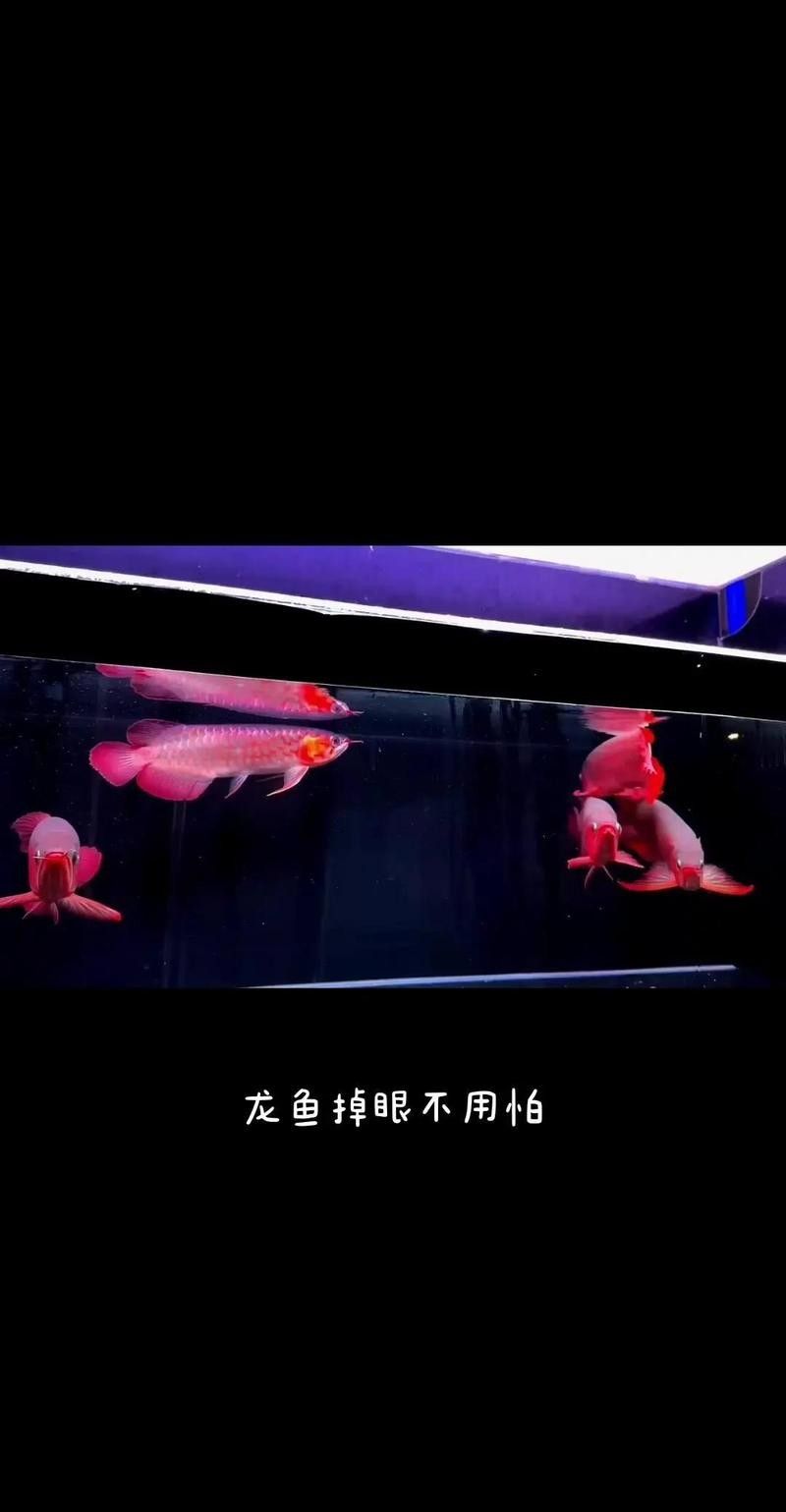 龍魚(yú)掉眼是一種常見(jiàn)的健康問(wèn)題，龍魚(yú)掉眼最需要警惕的四個(gè)因素（如何預(yù)防龍魚(yú)掉眼）