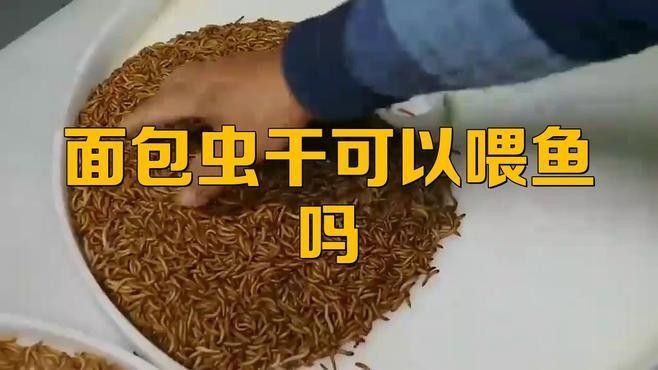 干面包蟲干喂魚的害處