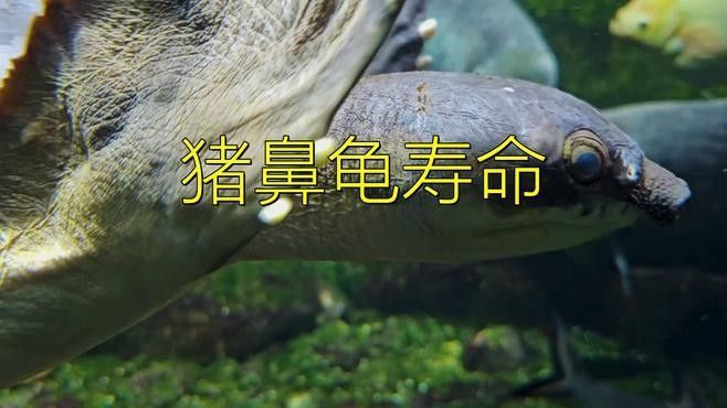 豬鼻龜的壽命有多長？（周五，豬鼻龜的“長壽秘訣”,你知道嗎）