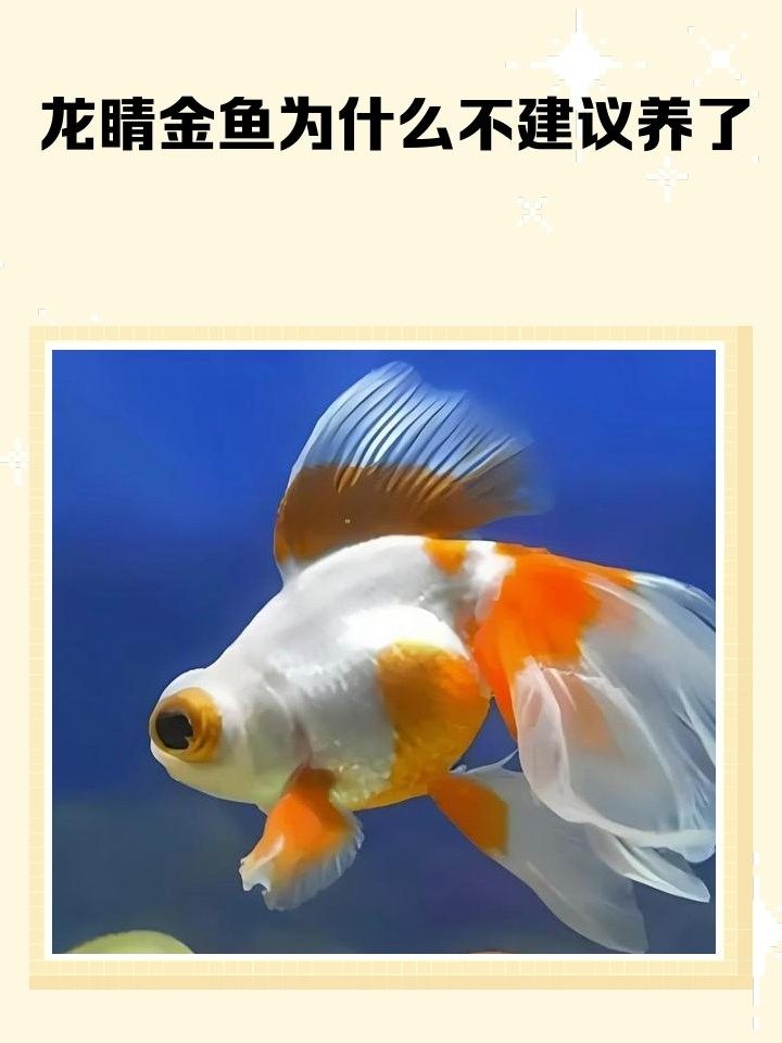 龍睛金魚為什么不建議養了寵物快樂餐盤,龍睛金魚為什么沒人養（龍睛金魚為什么不建議養）
