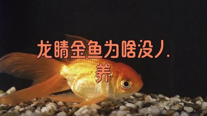 龍睛金魚為什么不建議養了寵物快樂餐盤,龍睛金魚為什么沒人養（龍睛金魚為什么不建議養）