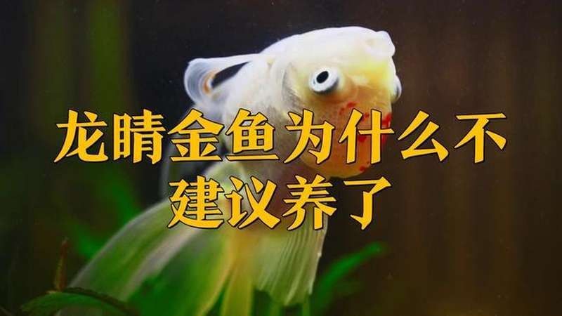 龍睛金魚為什么不建議養了寵物快樂餐盤,龍睛金魚為什么沒人養（龍睛金魚為什么不建議養）