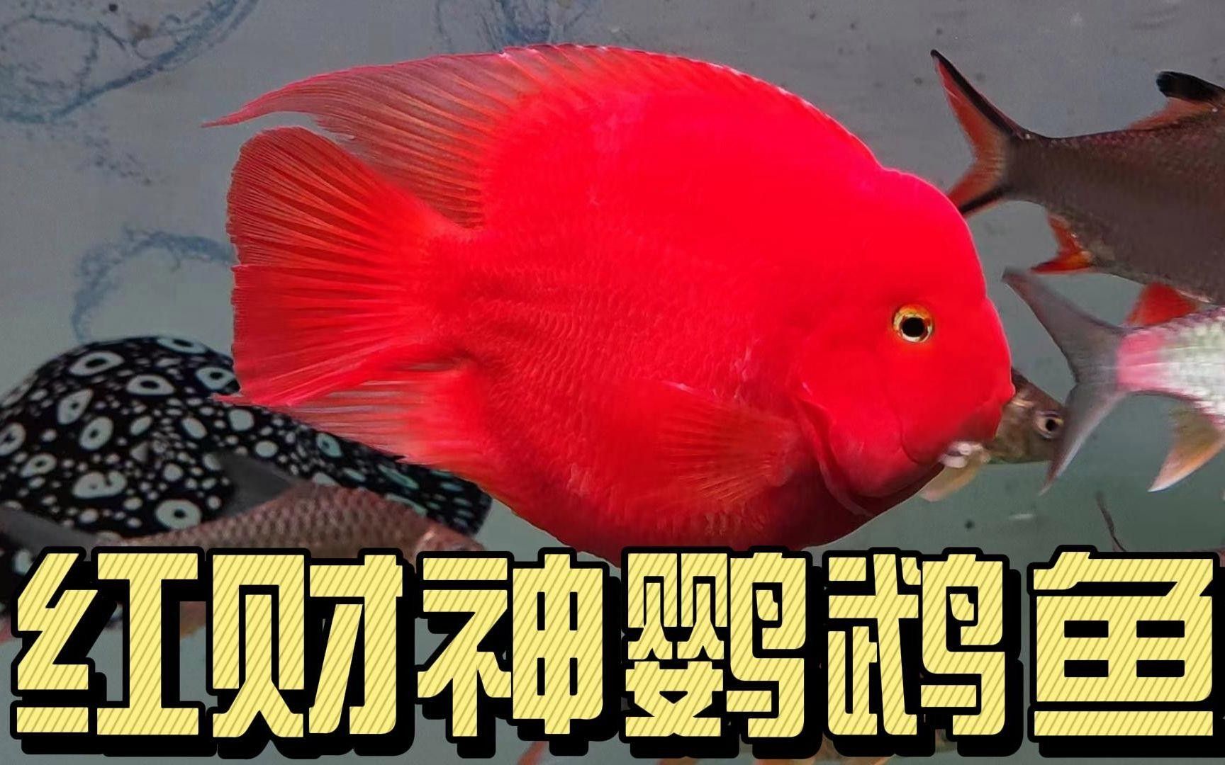 鸚鵡魚起頭了就是紅財(cái)神嗎鸚鵡魚起頭了就是紅財(cái)神嗎（鸚鵡魚起頭了不一定就是紅財(cái)神）