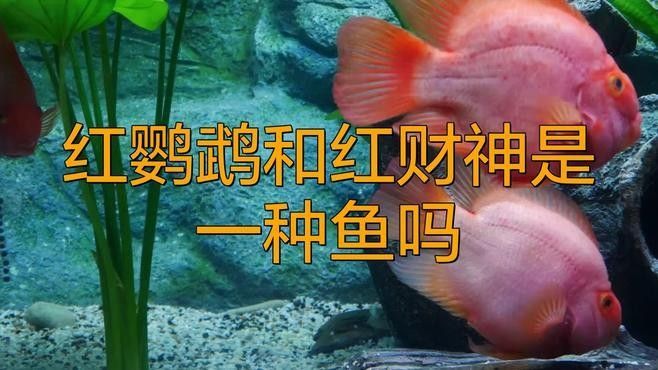 鸚鵡魚起頭了就是紅財(cái)神嗎鸚鵡魚起頭了就是紅財(cái)神嗎（鸚鵡魚起頭了不一定就是紅財(cái)神）