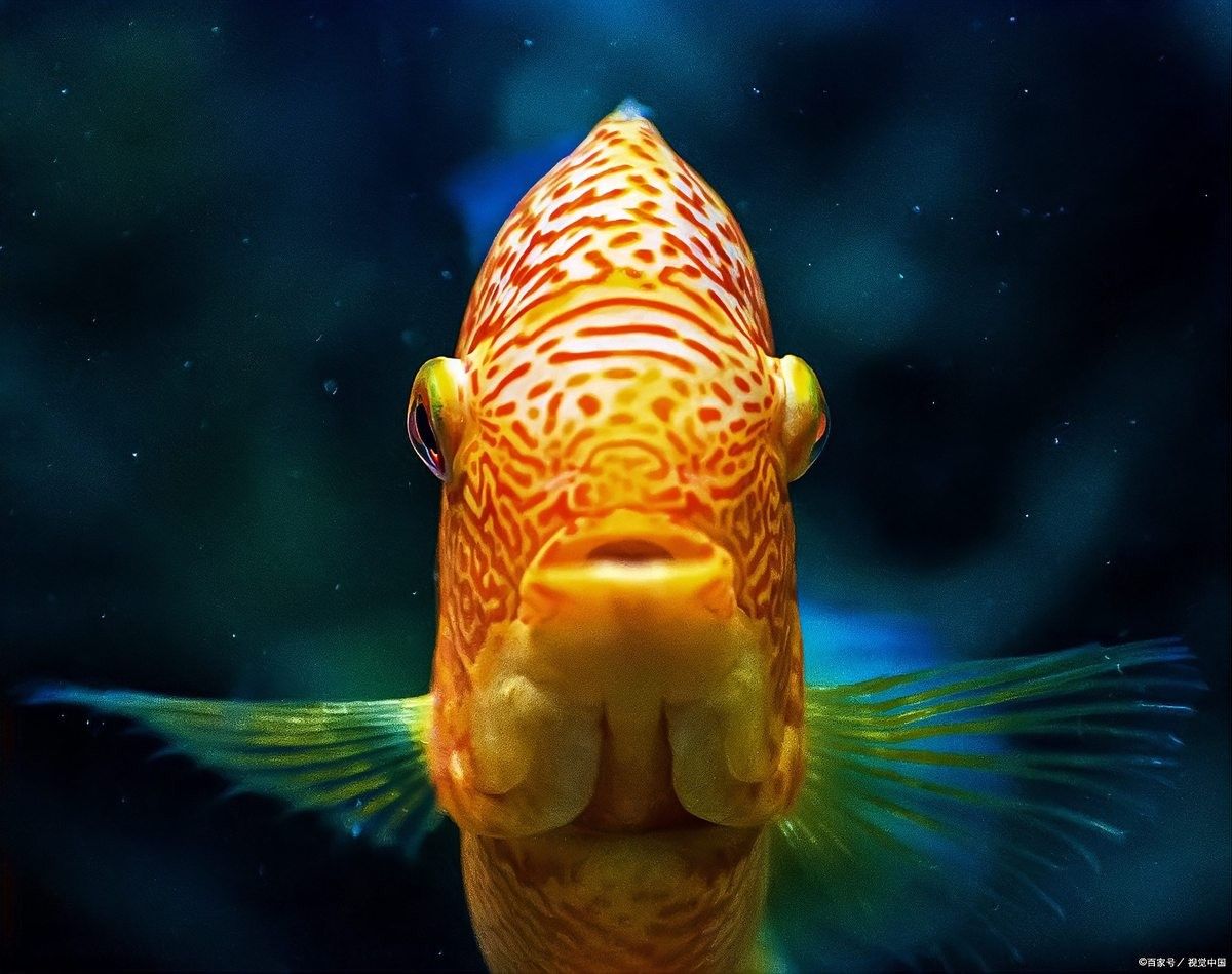 鸚鵡魚起頭了就是紅財(cái)神嗎鸚鵡魚起頭了就是紅財(cái)神嗎（鸚鵡魚起頭了不一定就是紅財(cái)神）