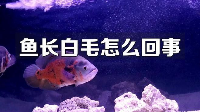 龍魚腮軟膜長白毛怎么辦龍魚腮軟膜長白毛怎么回事（龍魚腮軟膜長白毛怎么辦）