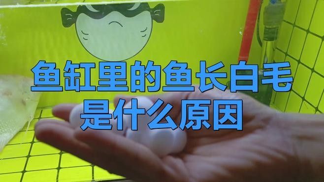 龍魚腮軟膜長白毛怎么辦龍魚腮軟膜長白毛怎么回事（龍魚腮軟膜長白毛怎么辦）