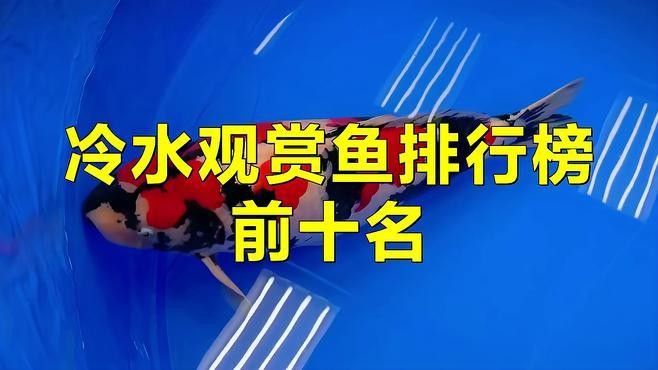 釣魚愛好者的追捧，十種冷水觀賞魚的冷水觀賞魚排行榜（十種以顏值著稱的冷水觀賞魚）