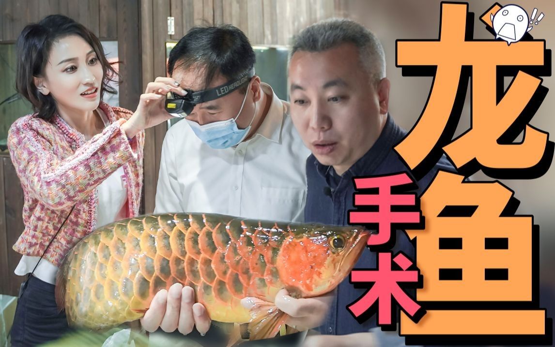 龍魚下顎撞歪后能恢復正常嗎，龍魚下顎撞歪后多久會恢復（龍魚下顎撞歪后多久會恢復，）