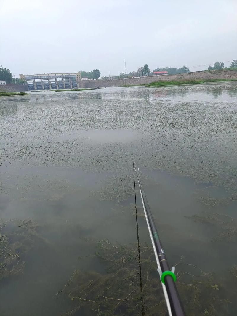 如皋龍游河釣魚實況分享（南通如皋網紅釣點大明龍游河釣點大明龍游河釣魚技巧分享） 如皋龍游河釣魚實況分享（南通如皋網紅釣點大明龍游河釣點大明龍游河釣魚技巧分享） 觀賞魚百科 第4張