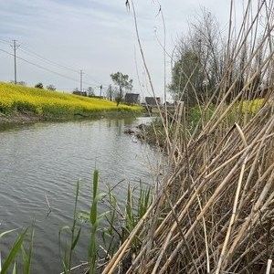 如皋龍游河釣魚實況分享（南通如皋網紅釣點大明龍游河釣點大明龍游河釣魚技巧分享） 如皋龍游河釣魚實況分享（南通如皋網紅釣點大明龍游河釣點大明龍游河釣魚技巧分享） 觀賞魚百科 第8張