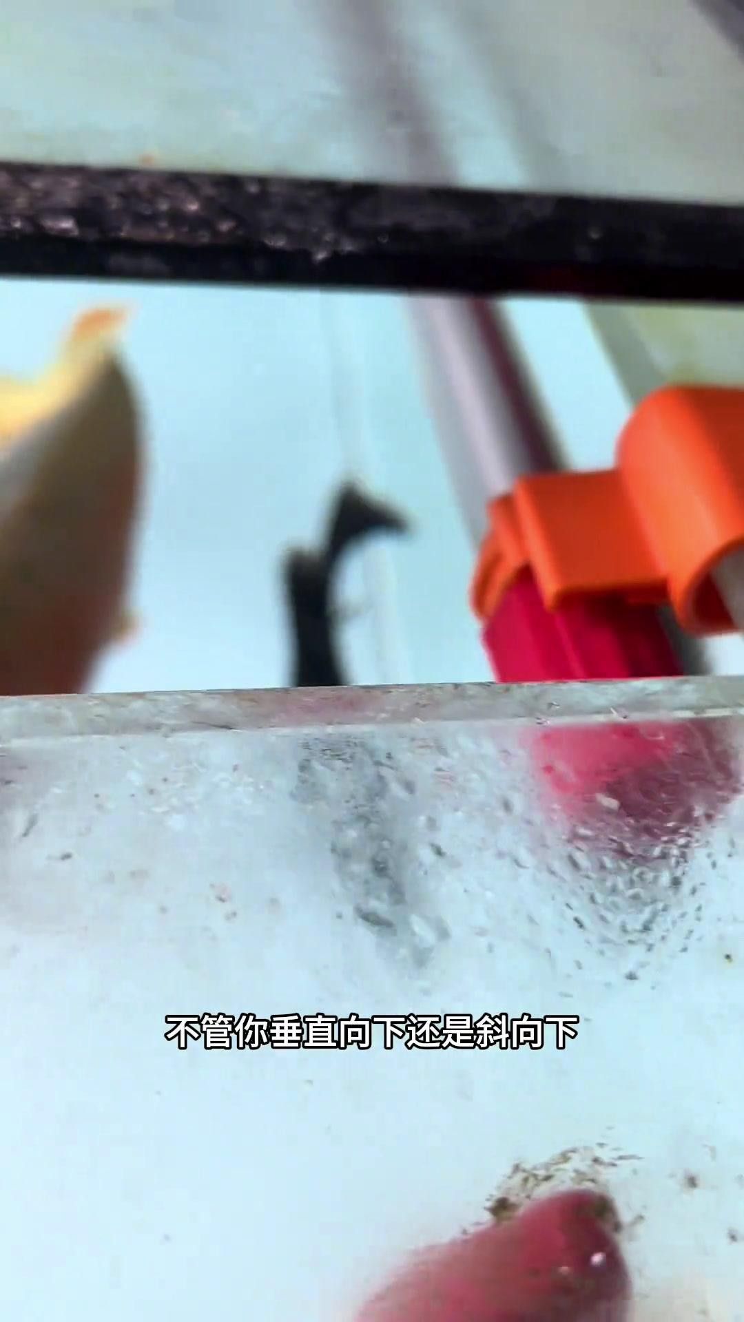 龍魚發色燈的正確位置視頻教程（魚發色燈抖音聽位置視頻教程） 龍魚發色燈的正確位置視頻教程（魚發色燈抖音聽位置視頻教程） 觀賞魚百科 第4張