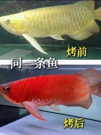 龍魚發色燈的正確位置視頻教程（魚發色燈抖音聽位置視頻教程） 龍魚發色燈的正確位置視頻教程（魚發色燈抖音聽位置視頻教程） 觀賞魚百科 第5張