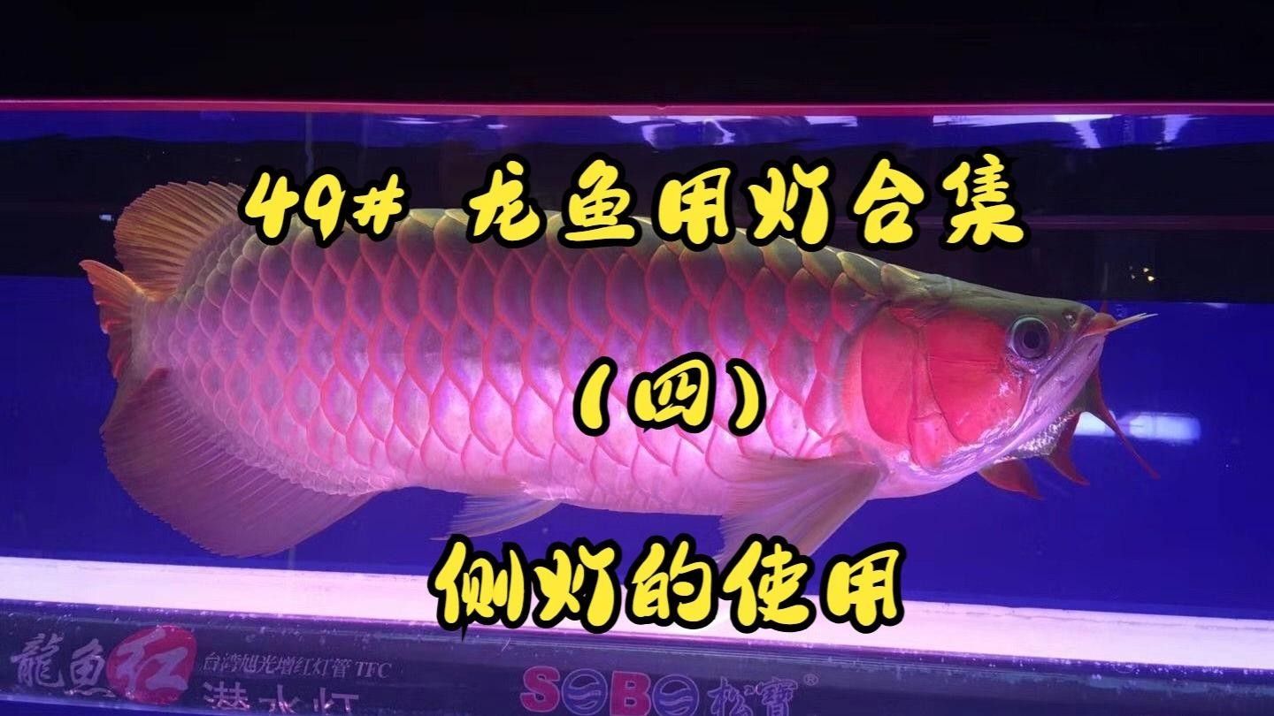 龍魚發色燈的正確位置視頻教程（魚發色燈抖音聽位置視頻教程） 龍魚發色燈的正確位置視頻教程（魚發色燈抖音聽位置視頻教程） 觀賞魚百科 第2張
