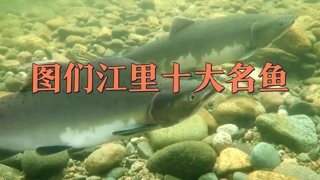 圖們江魚類之“三十二雜魚”（圖們江中常見的十大魚類）