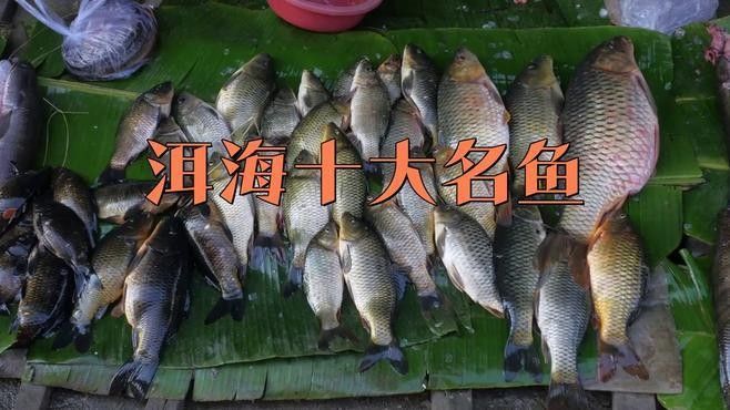 洱海里有什么魚(yú)腦腦甜系生活錄聽(tīng)（中國(guó)云南省大理白族自治州洱海魚(yú)有哪些烹飪方法）