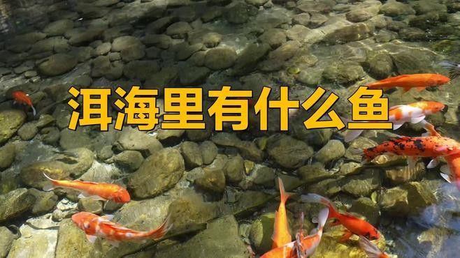 洱海里有什么魚(yú)腦腦甜系生活錄聽(tīng)（中國(guó)云南省大理白族自治州洱海魚(yú)有哪些烹飪方法）