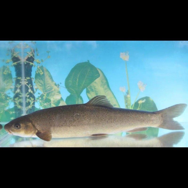 洱海里有什么魚(yú)腦腦甜系生活錄聽(tīng)（中國(guó)云南省大理白族自治州洱海魚(yú)有哪些烹飪方法）