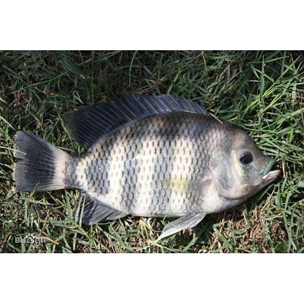 洱海里有什么魚(yú)腦腦甜系生活錄聽(tīng)（中國(guó)云南省大理白族自治州洱海魚(yú)有哪些烹飪方法）