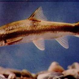 洱海里有什么魚(yú)腦腦甜系生活錄聽(tīng)（中國(guó)云南省大理白族自治州洱海魚(yú)有哪些烹飪方法）