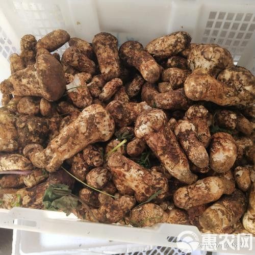 尋甸土特產(chǎn)有哪些？（云南尋甸土特產(chǎn)）