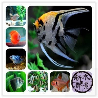 新都龍魚的飼養(yǎng)方法和注意事項（新都龍魚養(yǎng)殖基地有哪些新都龍魚養(yǎng)殖基地有哪些）
