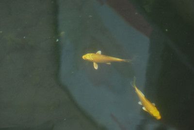 肥東哪里有賣魚缸的實體店啊多少錢？