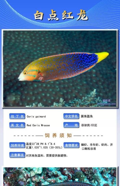 白點(diǎn)紅龍幼魚怎么養(yǎng)（如何區(qū)分白點(diǎn)紅龍與其他紅龍，白點(diǎn)紅龍幼魚需要多大的魚缸？）