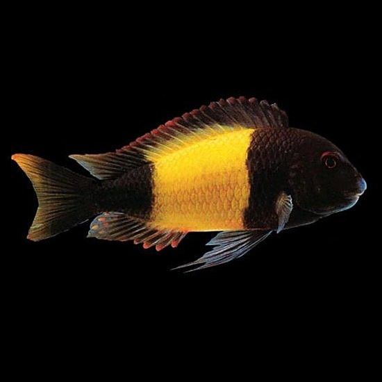 黃寬帶蝴蝶魚品牌介紹