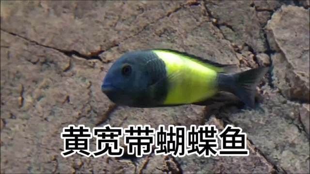 黃寬帶蝴蝶魚品牌介紹